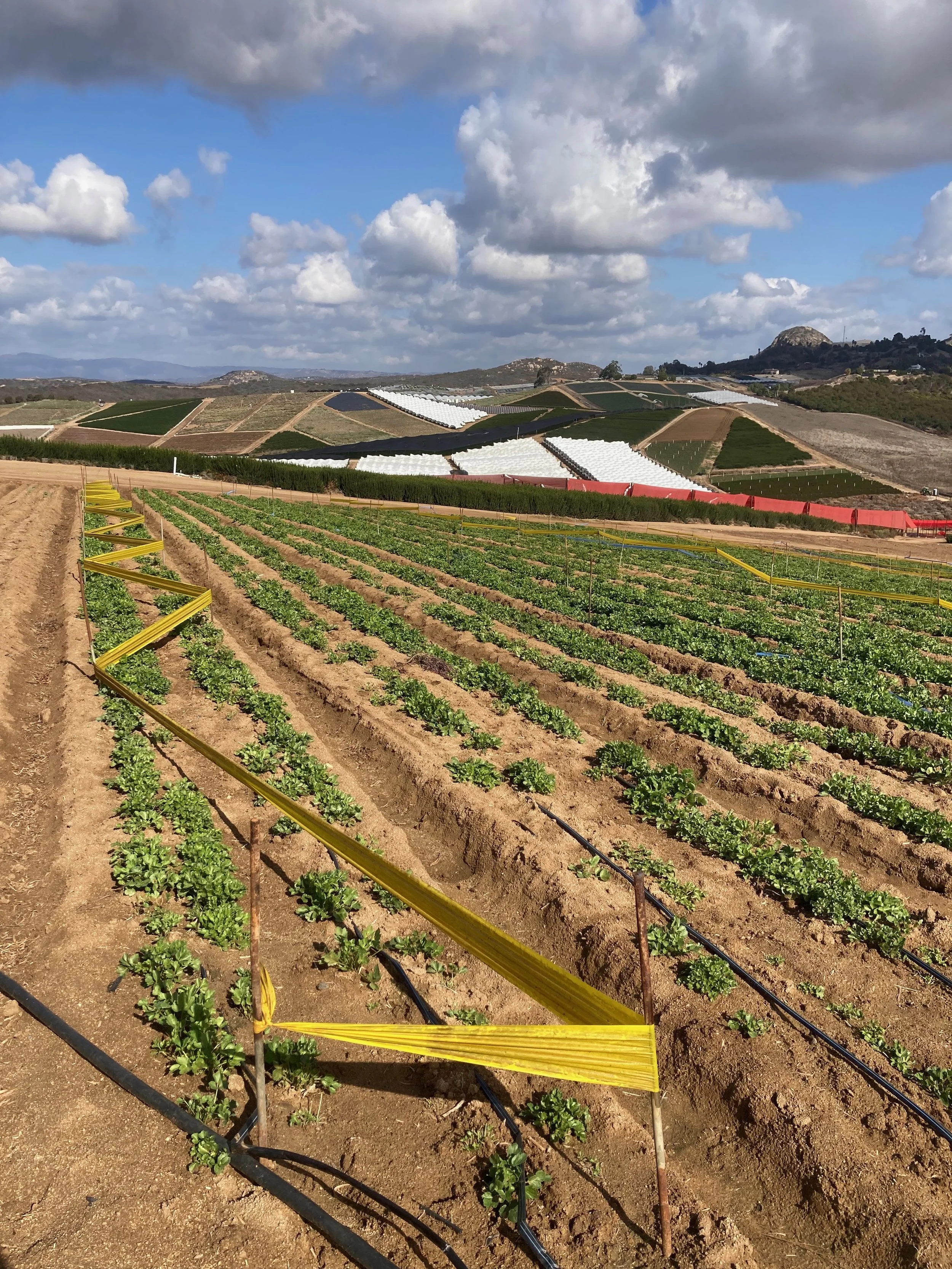 300 acres of flowers