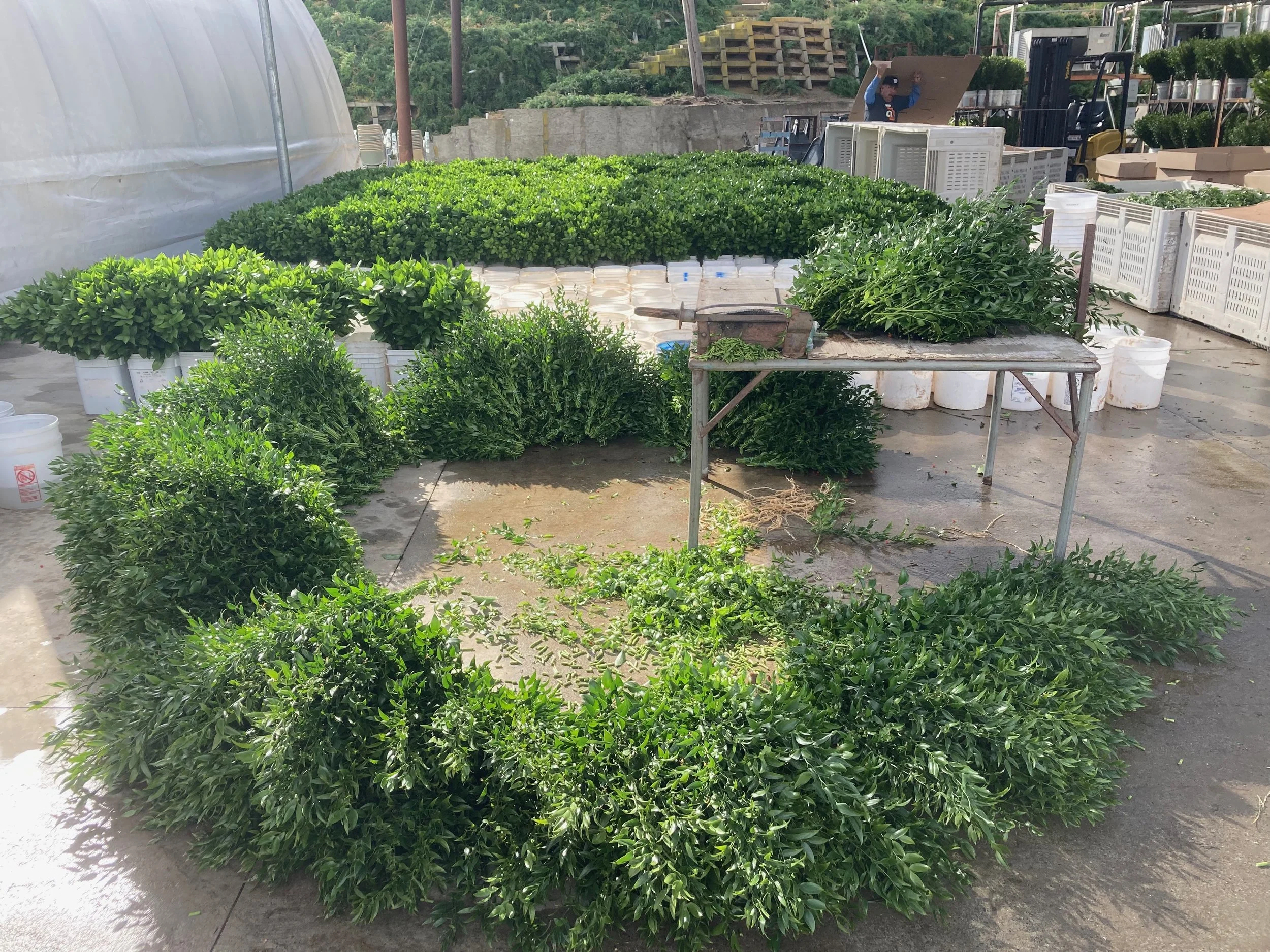 Piles &amp; piles of Italian ruscus