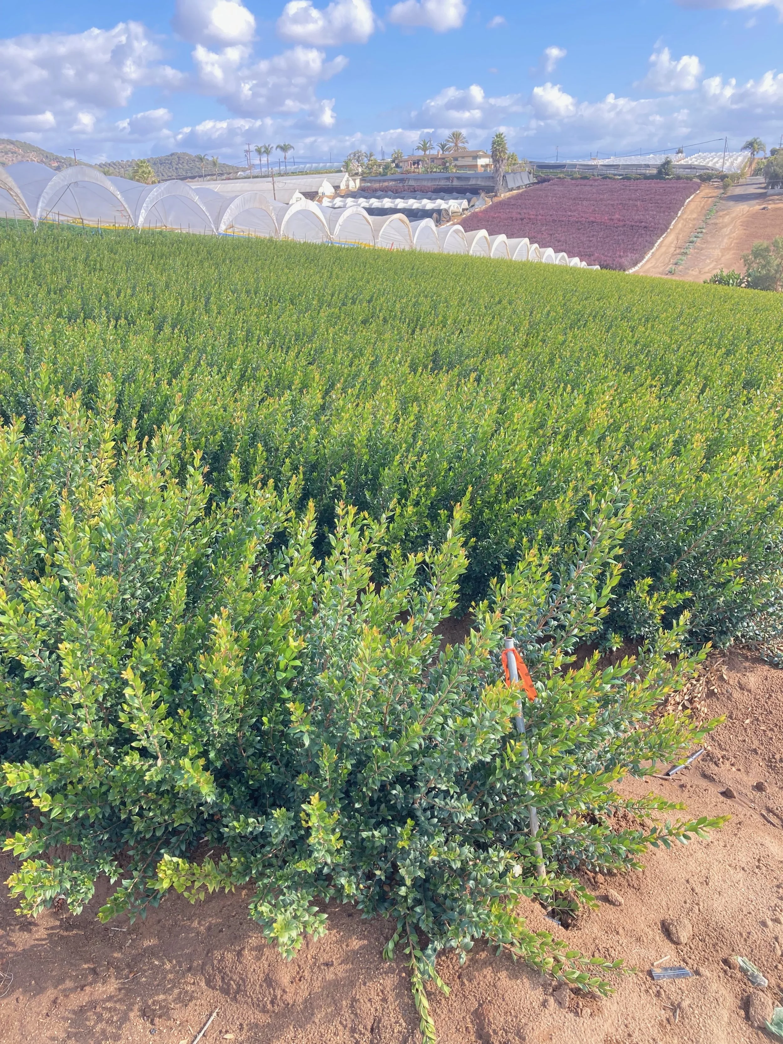 Flowers and foliage as far as the eye can see