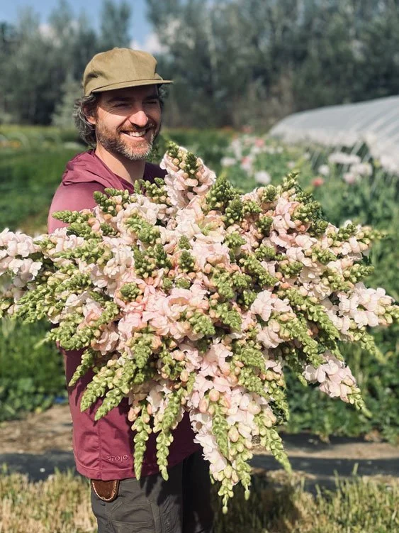 artemis-flower-farm-nelson-snapdragons.jpg