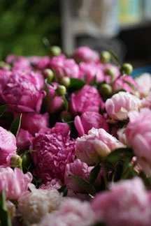 artemis-flower-farm-peonies.jpg