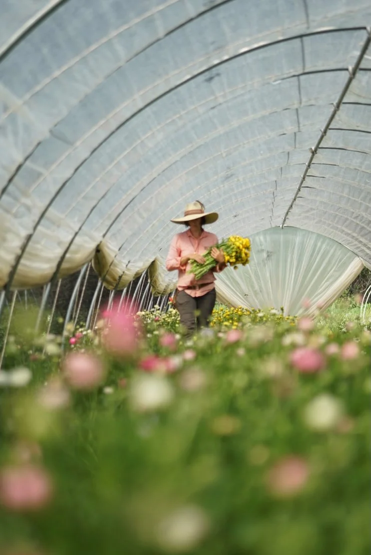 artemis-flower-farm-ranunculus-2.jpeg