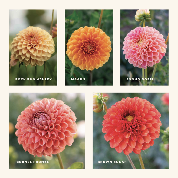 tequila-sunrise-dahlia-collection.webp