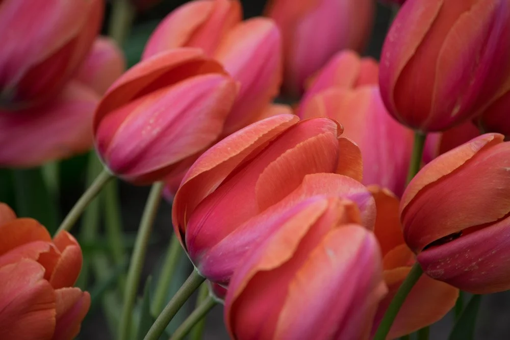 Dutch Flower Bulbs for Sale — Artemis Flower Farm