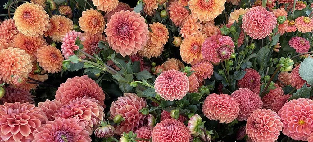 dahlias-artemis-flower-farm.jpg