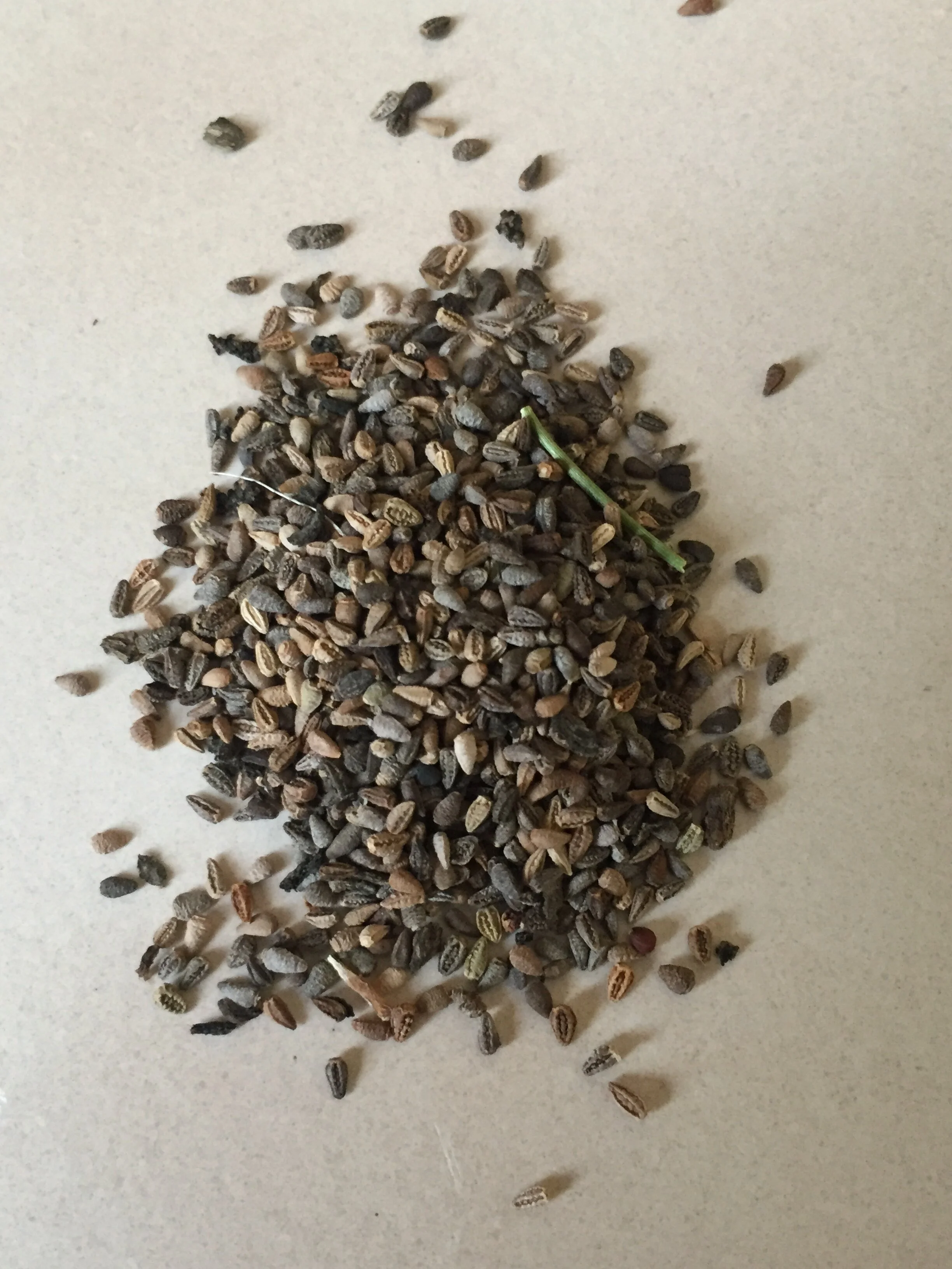 Saving Cape Daisy Seed — Artemis Flower Farm
