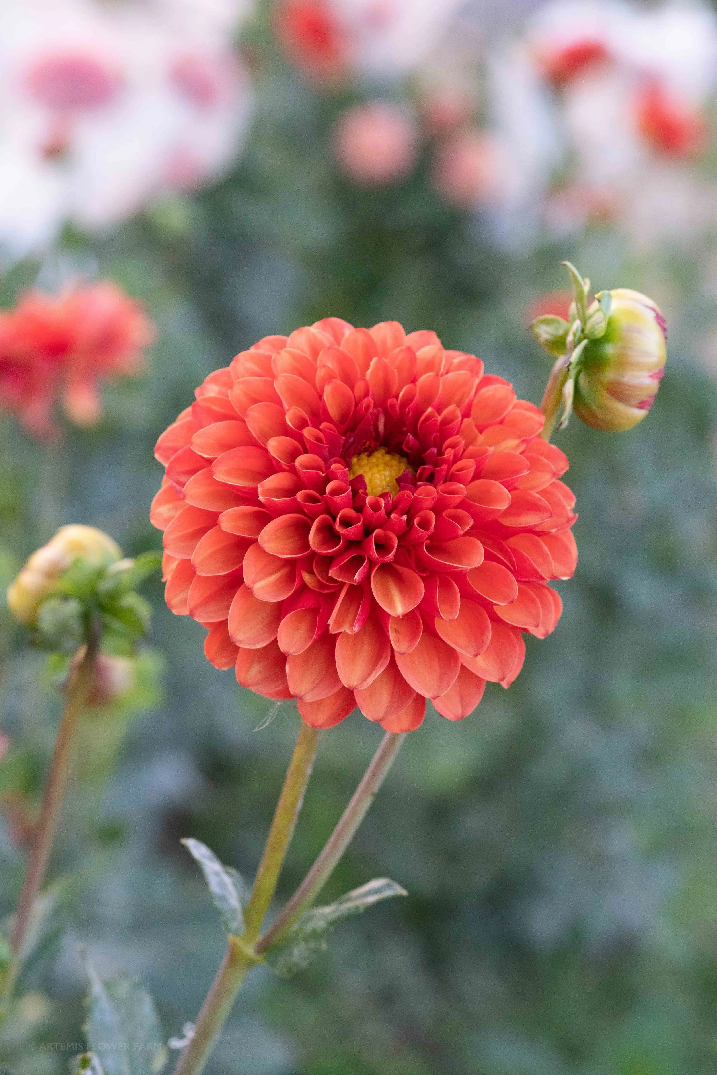 artemis-flower-farm-dahlia-brown-sugar.jpg