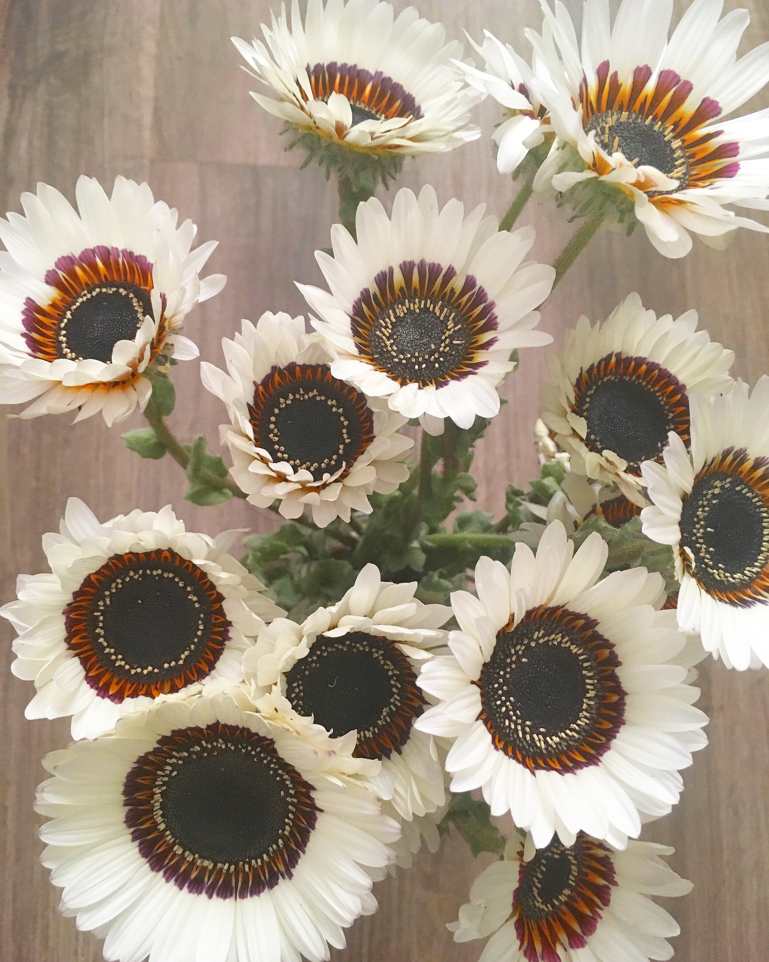 How to Plant Daisy Seeds Varieties and Factors for Successful Germination