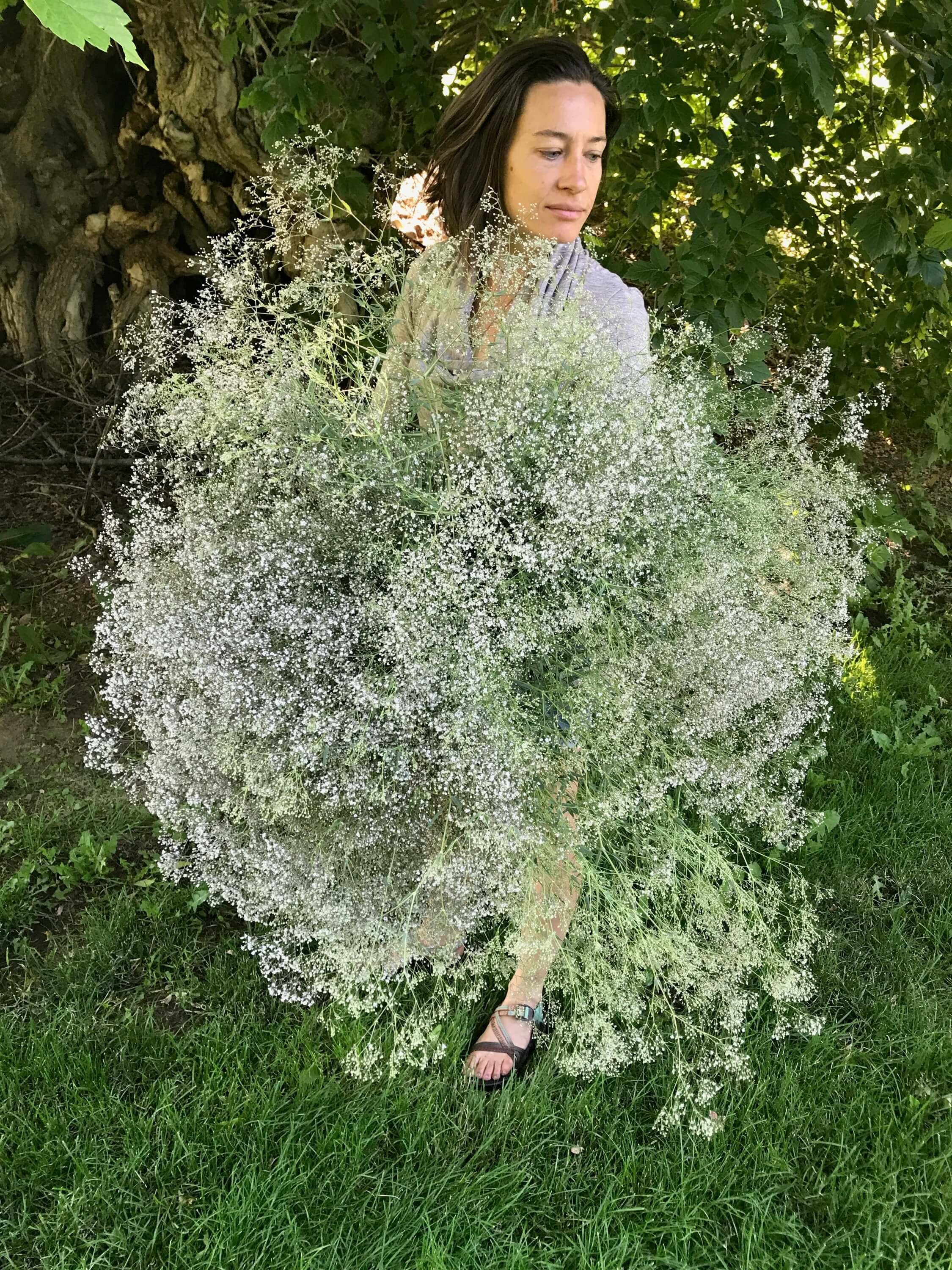 Perennial Baby's Breath Seed