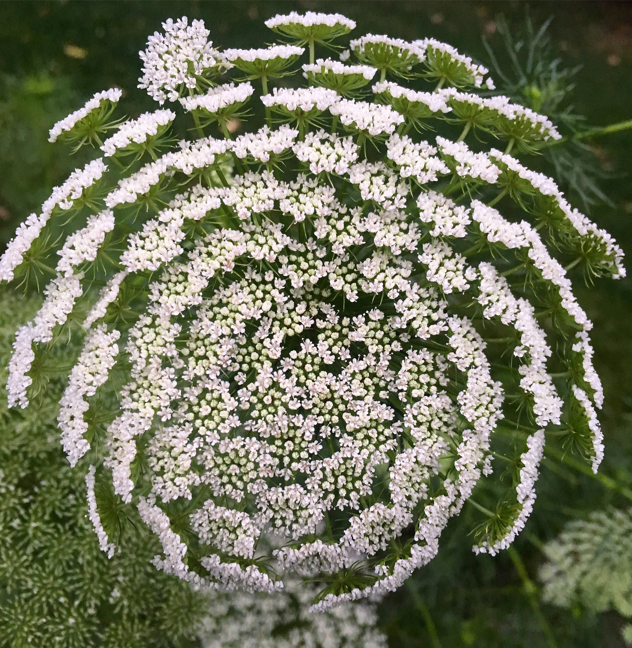 Queen anne's online lace seeds