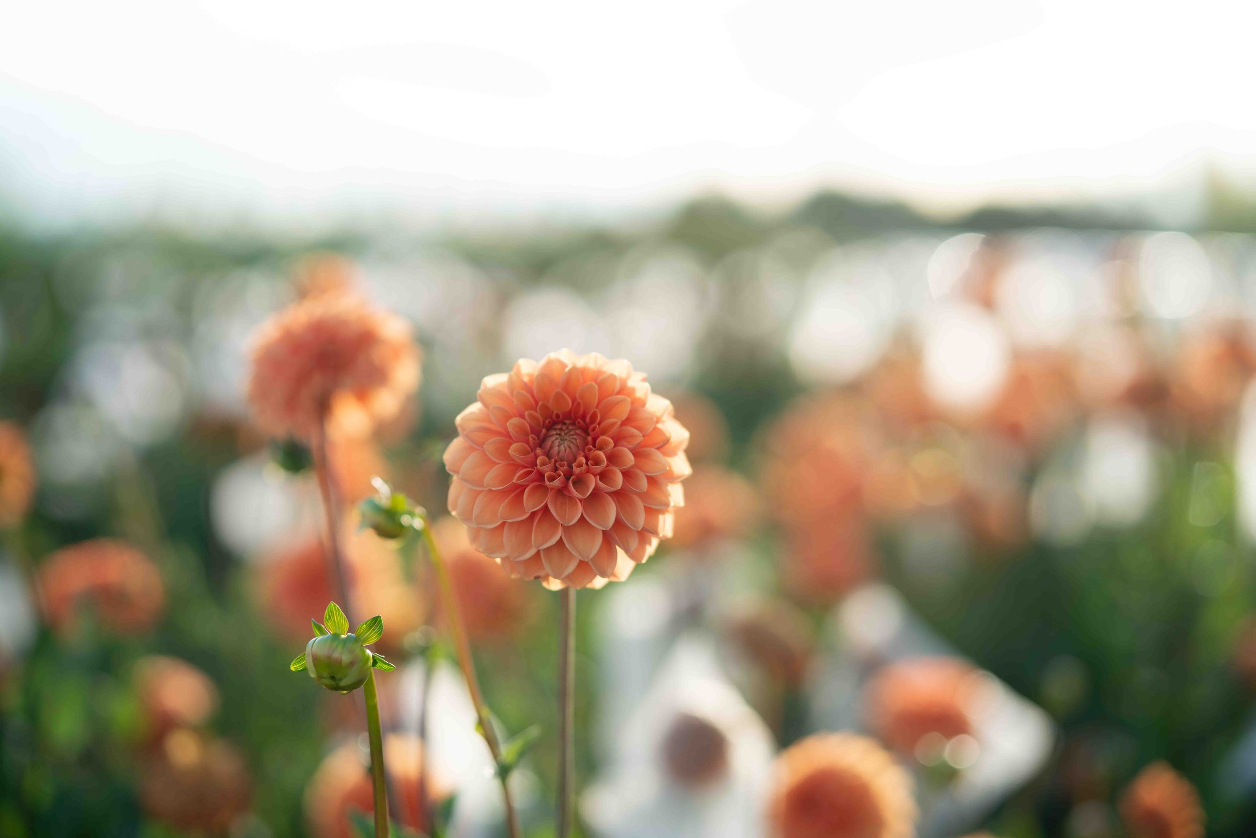 Artemis-Flower-Farm-Dahlia-Field.jpg