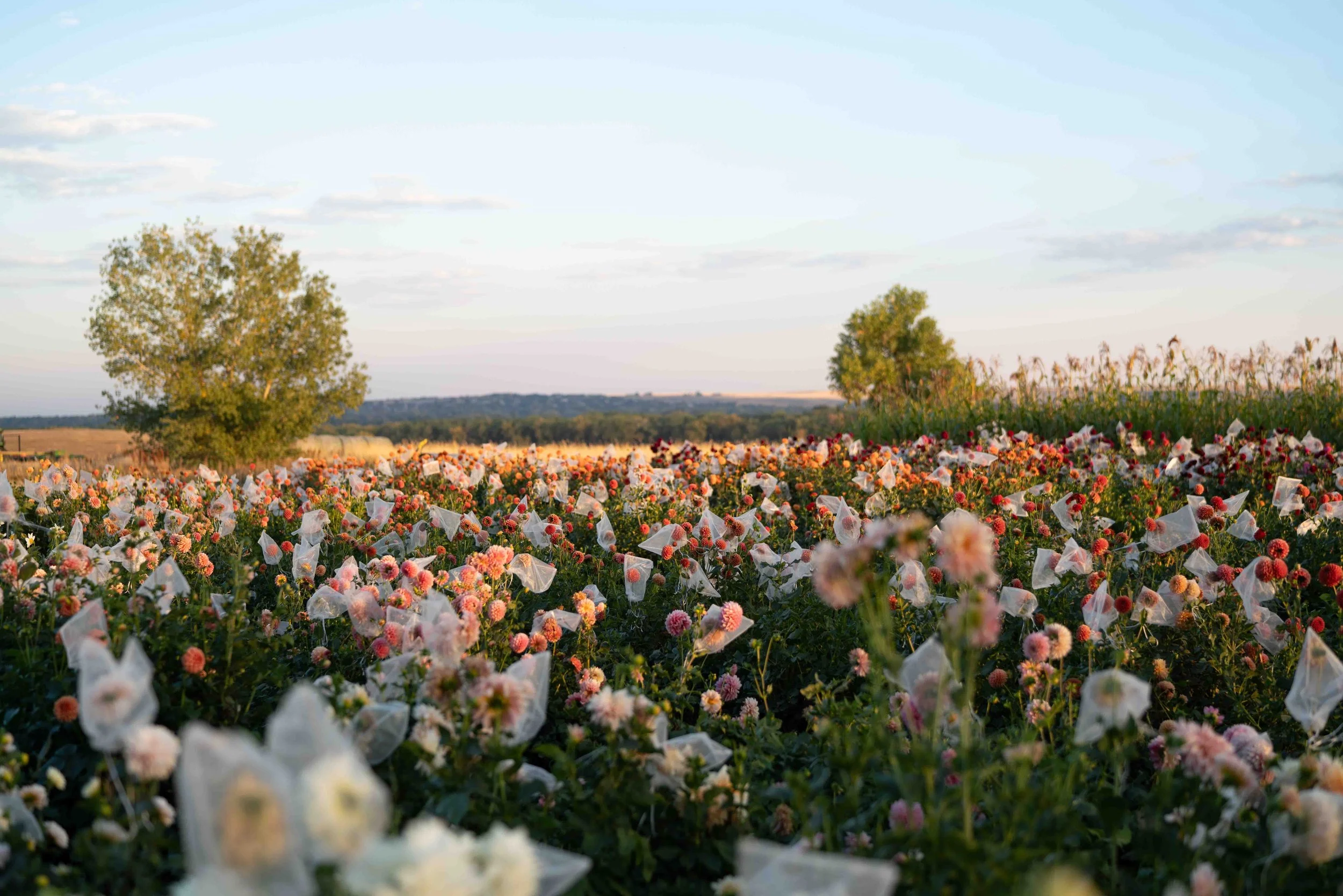 Artemis-Flower-Farm-Dahlia-Field-2.jpg