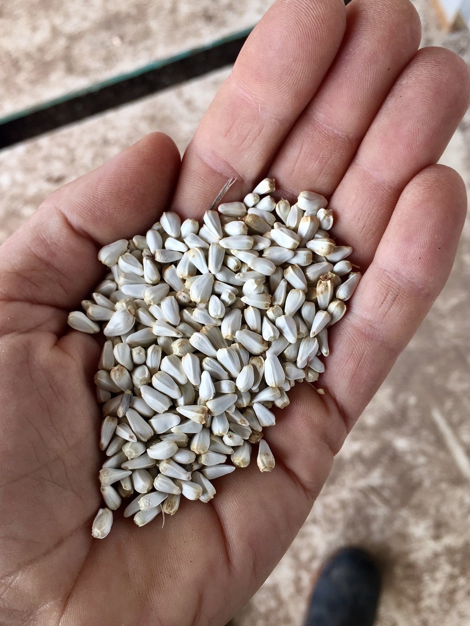 Saving Safflower Seed — Artemis Flower Farm