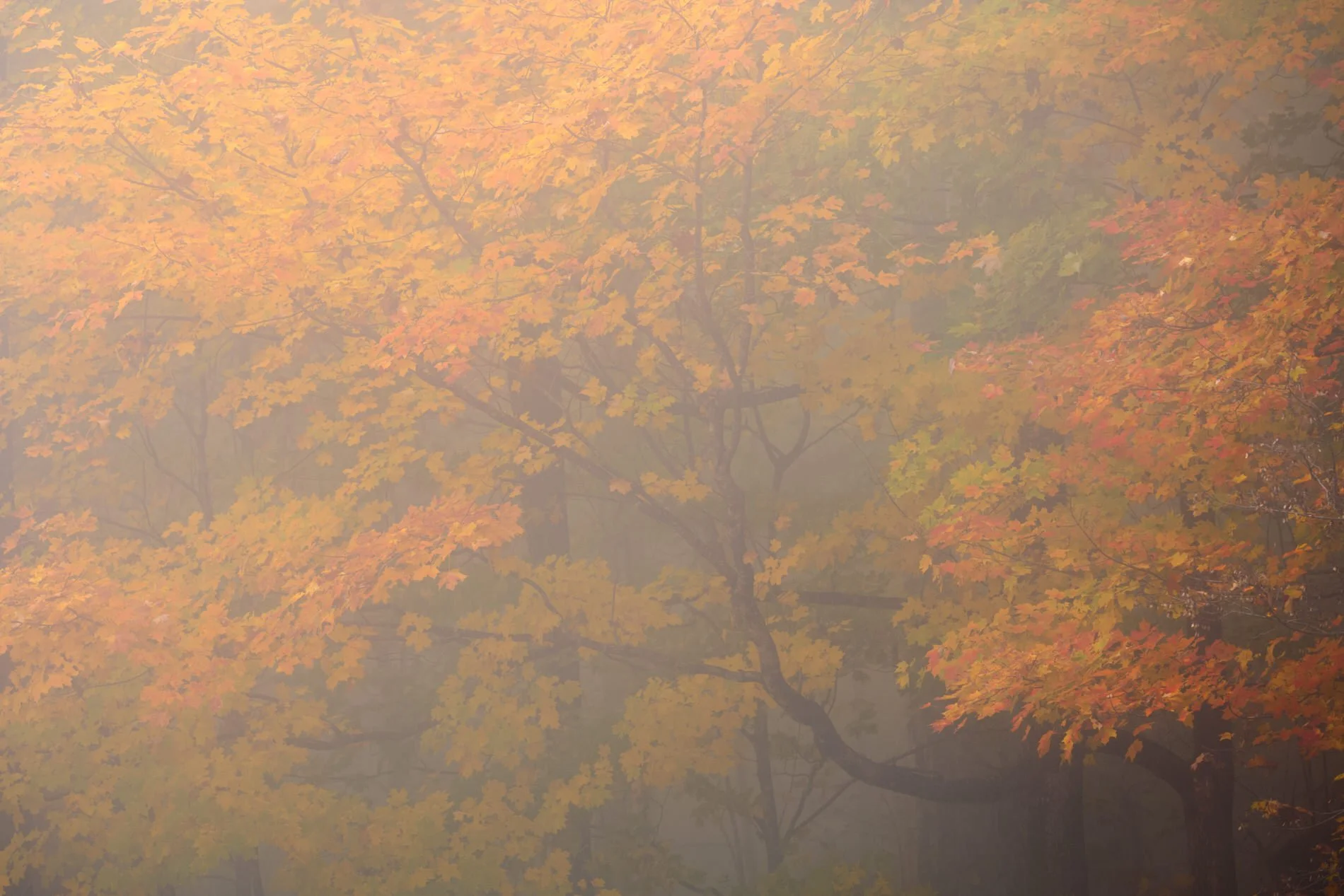 fall-colors-fog-great-smoky-mountains.jpg