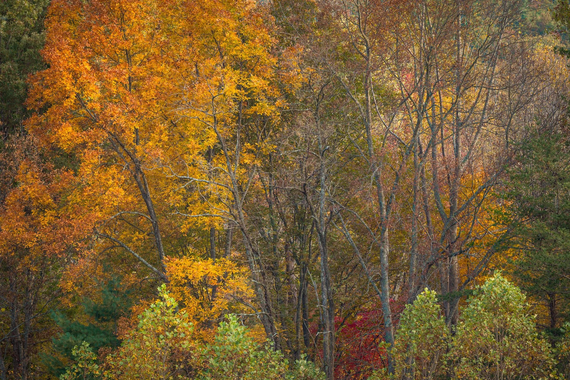 great-smoky-mountains-cades-cove-fall-trees.jpg
