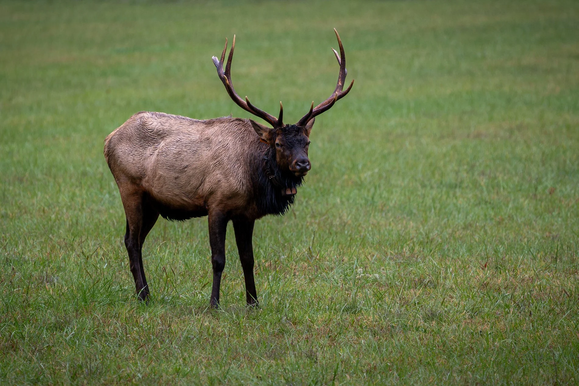 great-smokies-nc-elk.jpg