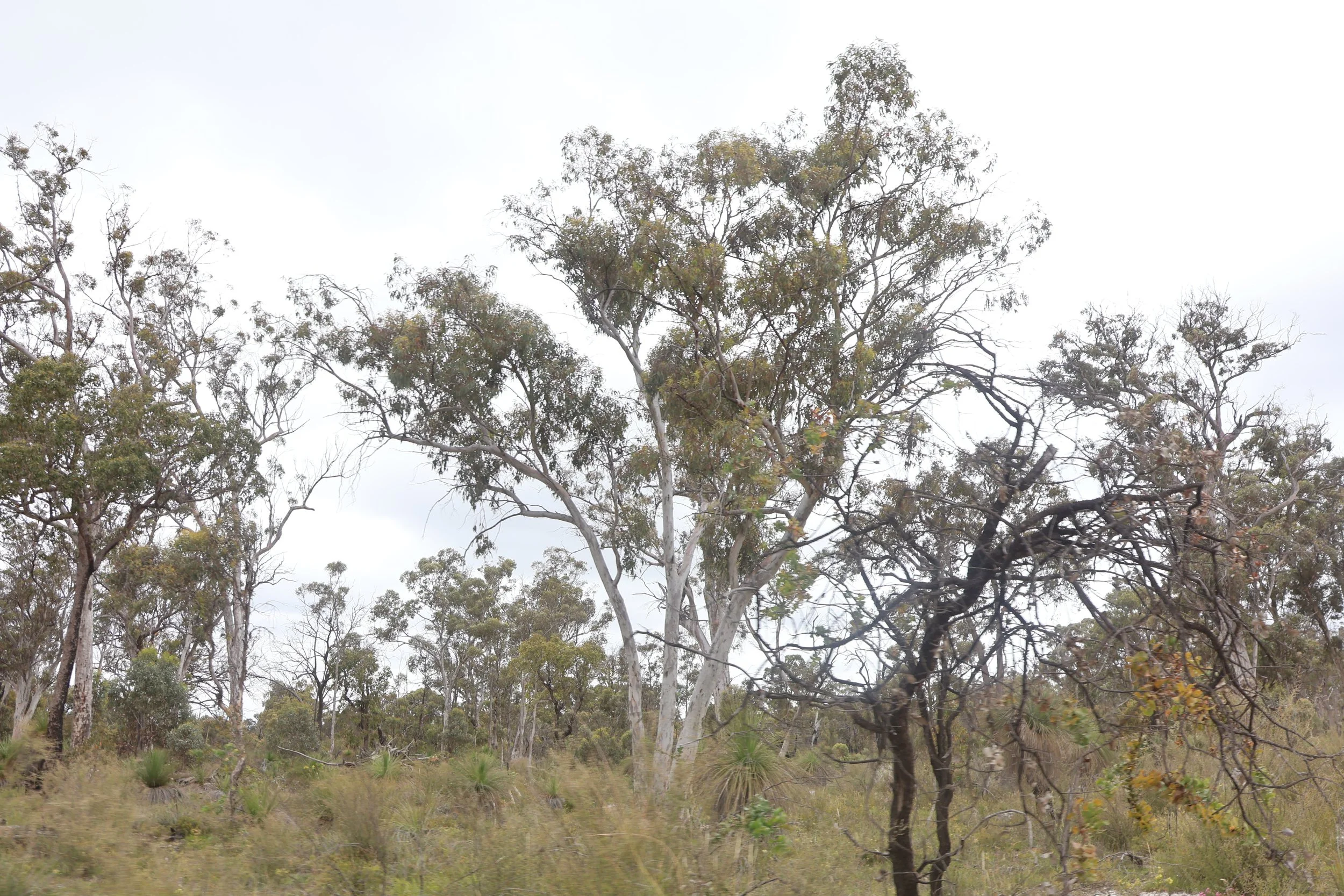 Northam Reserve: Statement from the Chairperson