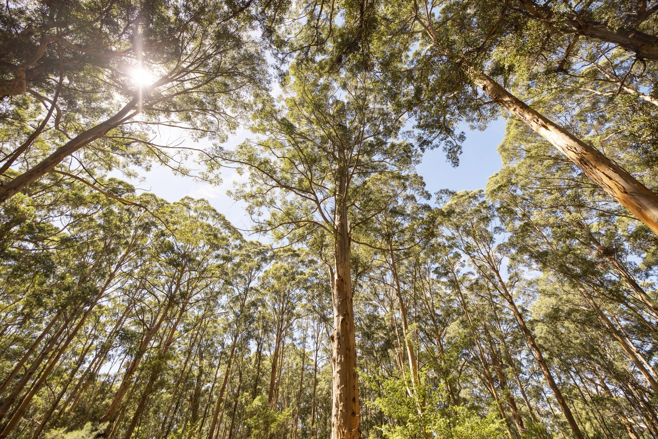 Noongar Land Estate Member Benefit – Meet with our team