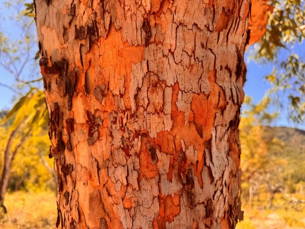 State of the Native Title Sector 2026 (NNTC)