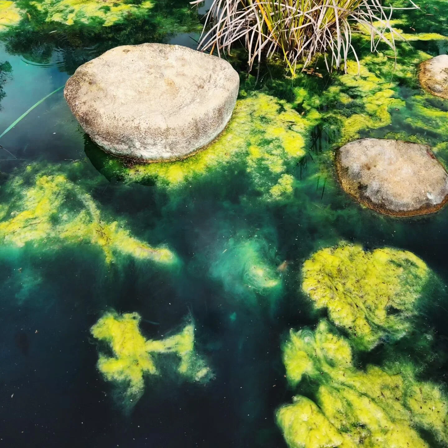 I was going to start a new big floral painting, and then I saw these algae ponds at Kings Park this morning.. which reminded me of a painting I did not long ago (last slide).

My original was supposed to be a blurry abstract floral, but it took on it