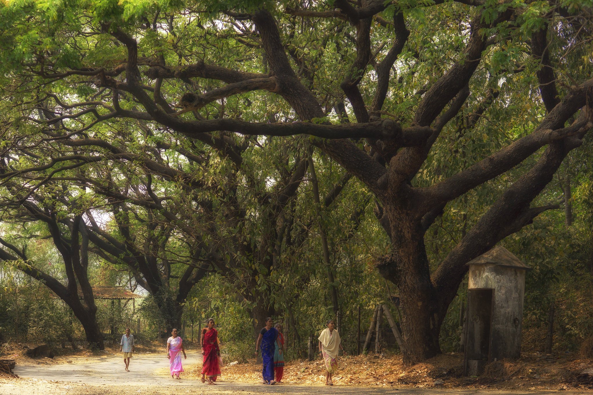 Aarey Road 5.jpg