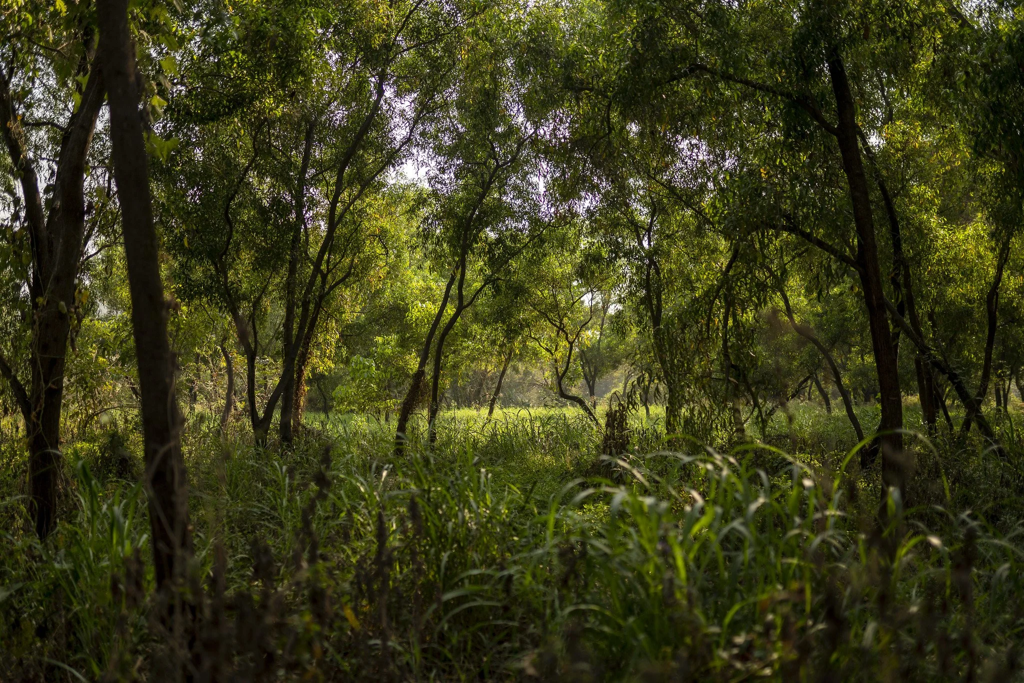 Aarey Forest 1.jpg