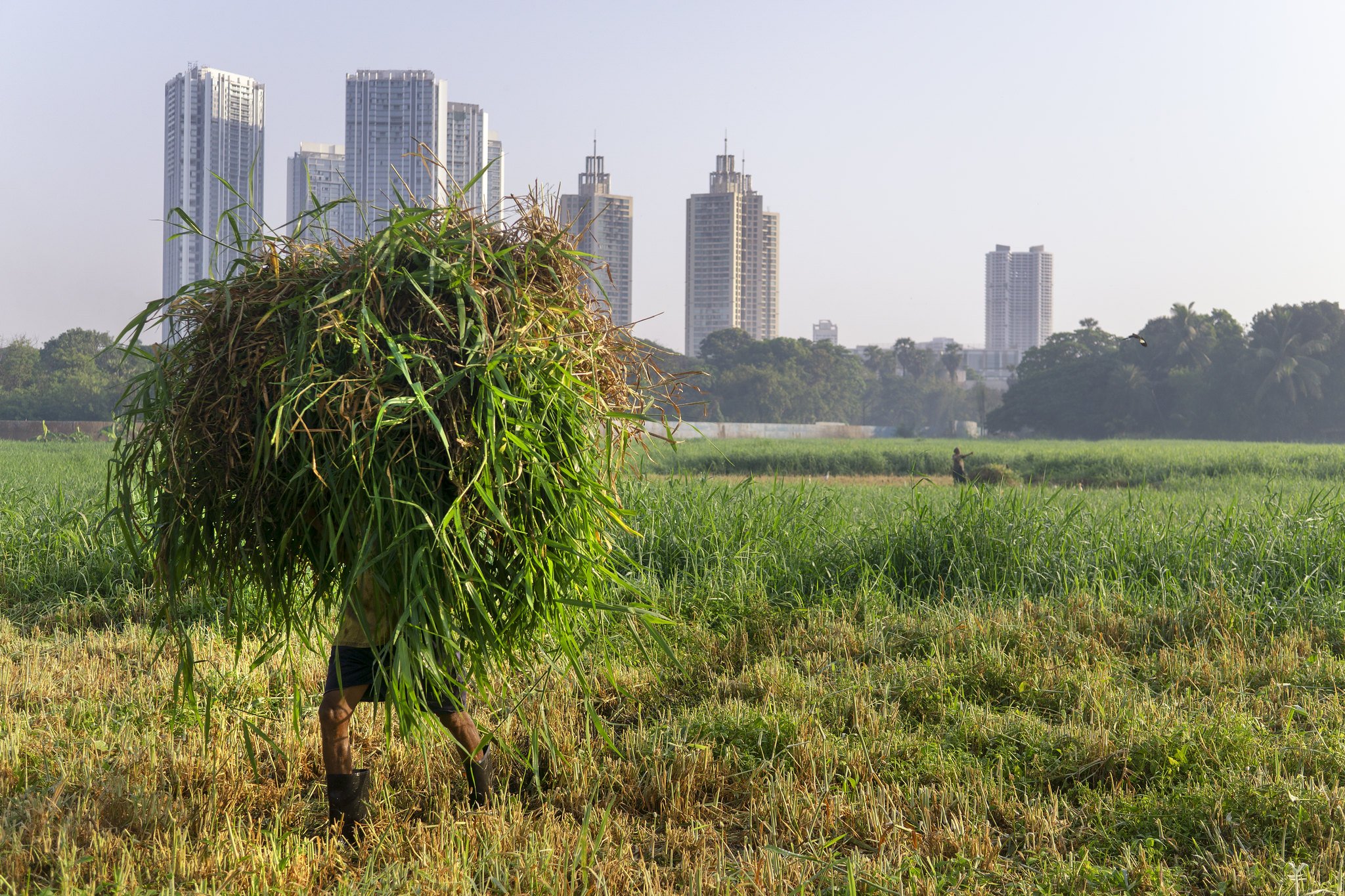 Aarey Grasslands 2.jpg