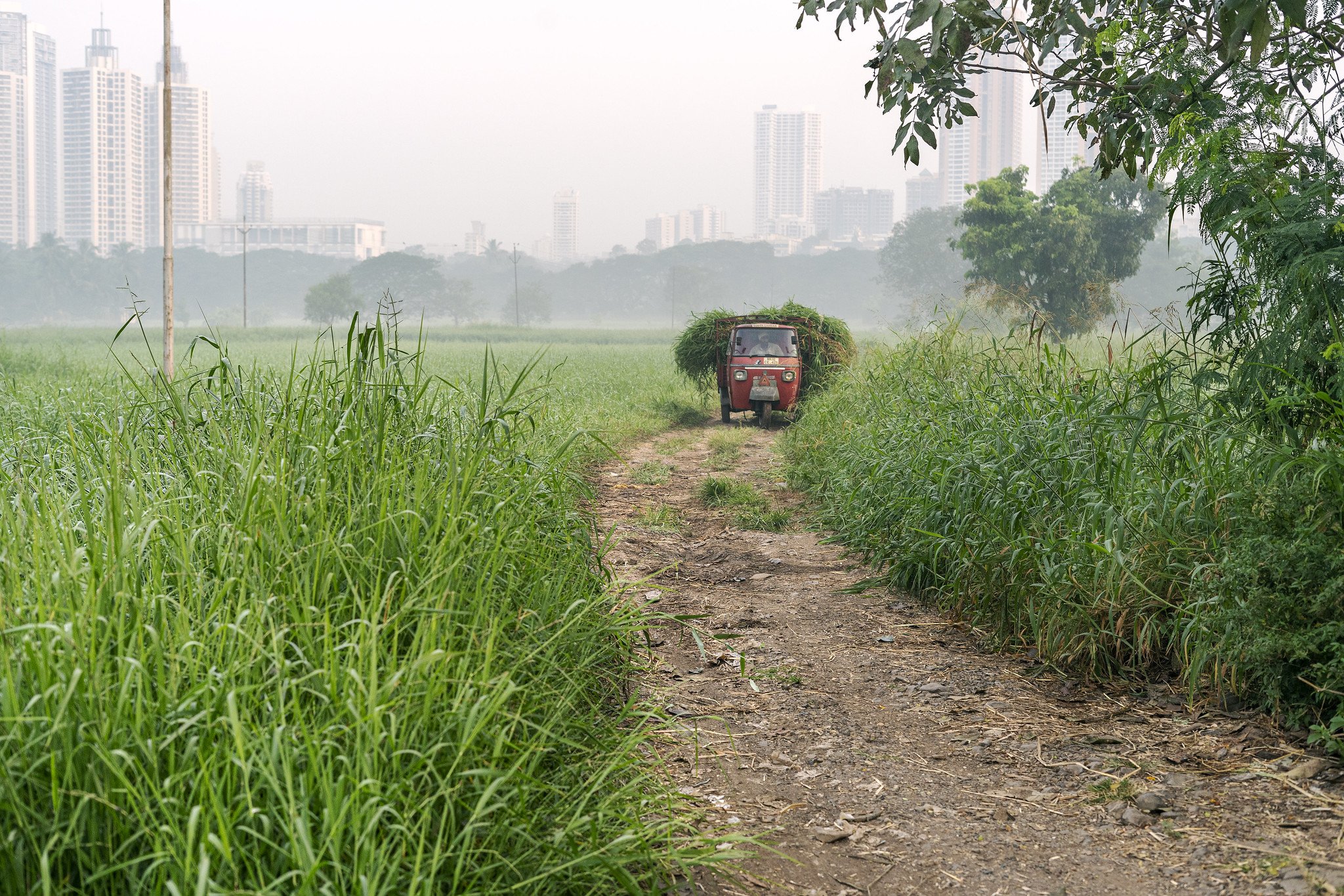 Aarey Grasslands 7.jpg