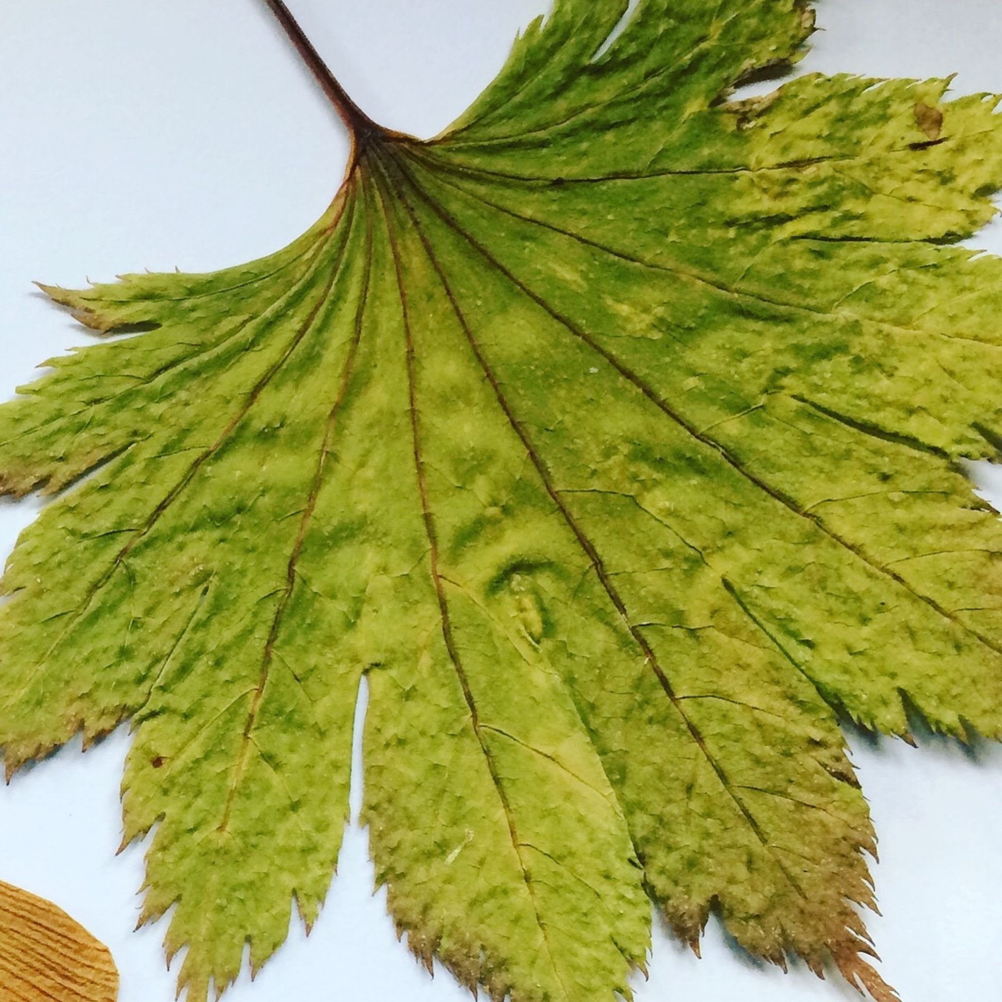 Original Japanese maple leaf
