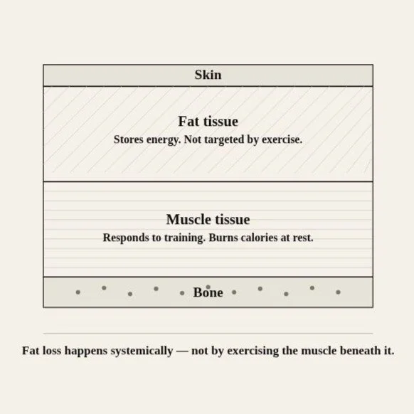 Anatomical diagram showing fat tissue, muscle tissue, skin and bone as distinct layers, illustrating that fat loss happens systemically and not by exercising the muscle beneath it