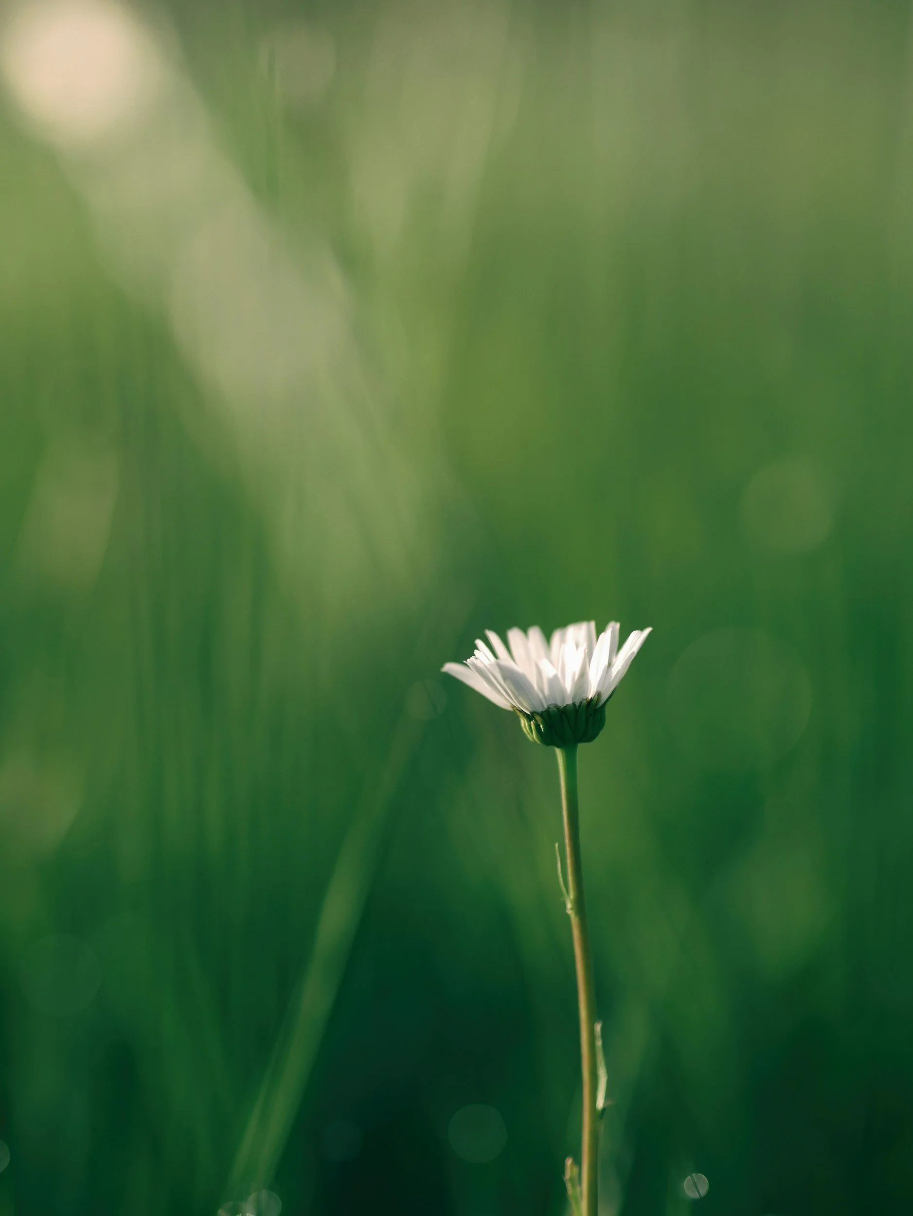 A single white daisy flower in a field with a blurred green background.