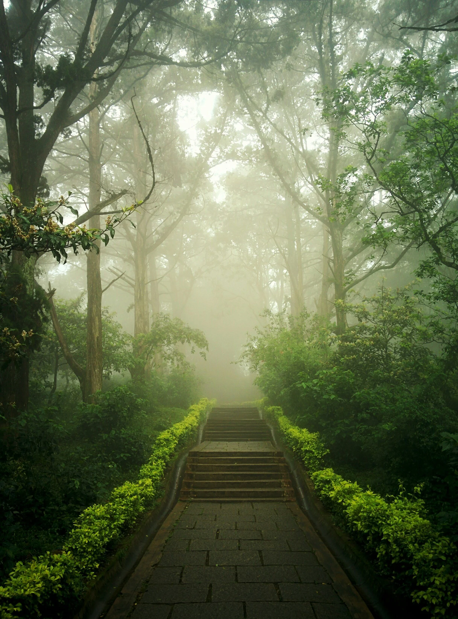 Misty forest path with stone steps and lush greenery