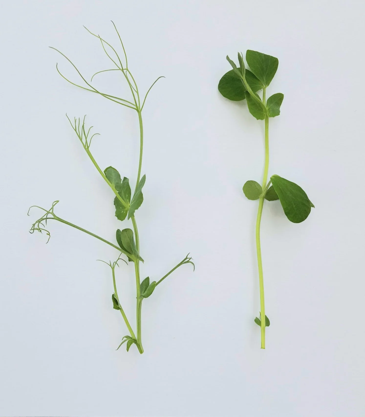 Best pea shoot varieties to grow and sell in the UK
