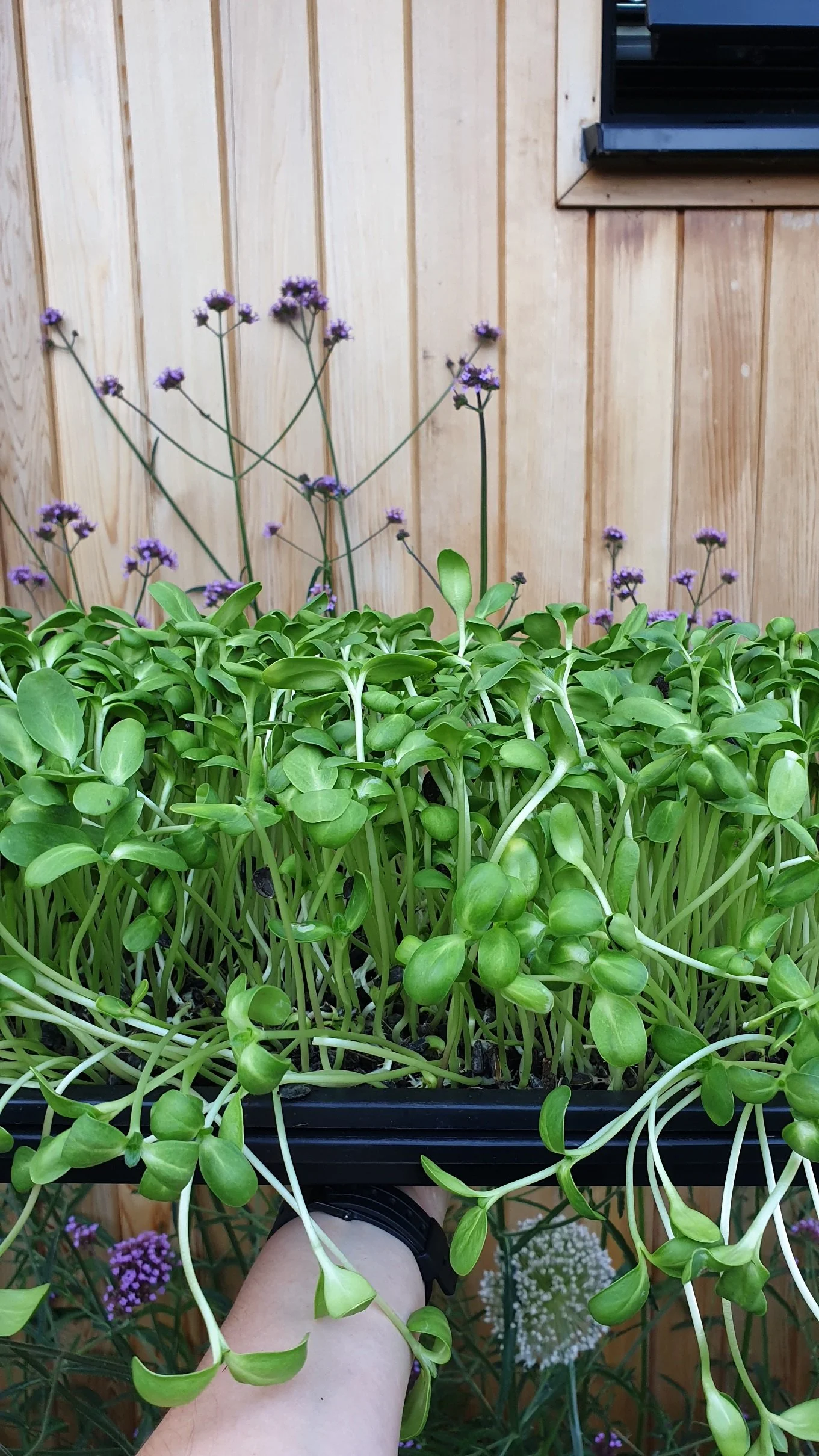 Growing sunflower shoots for profit in the UK