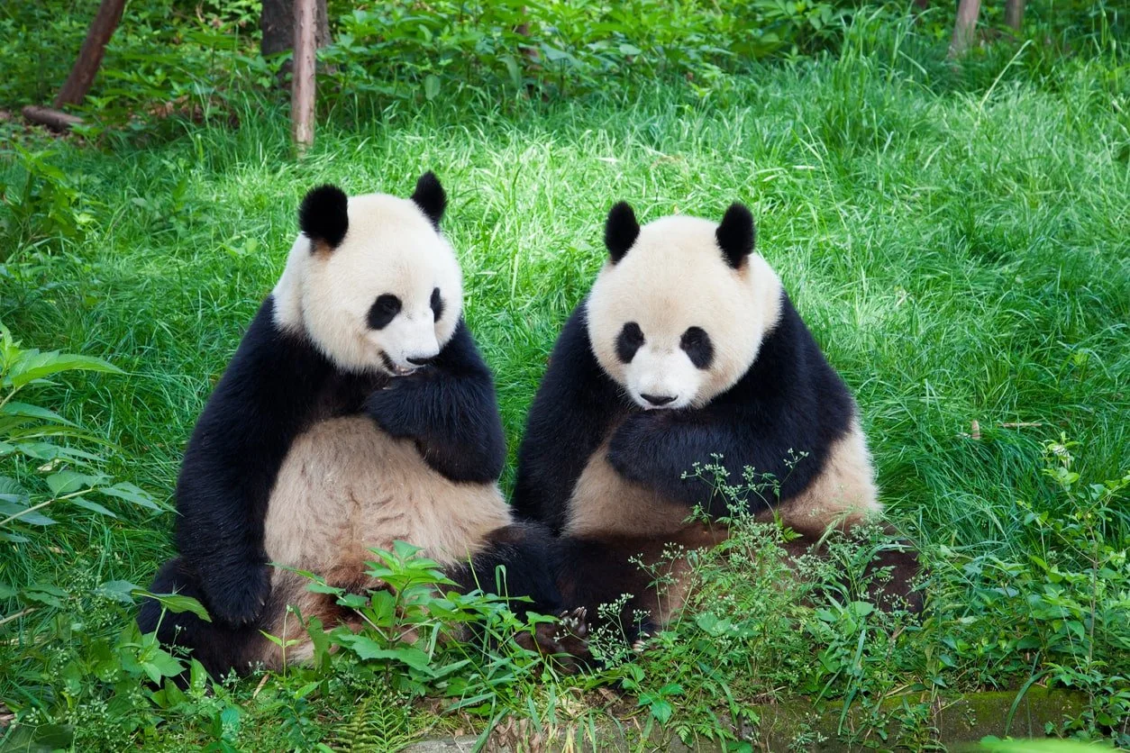 dhl pandas