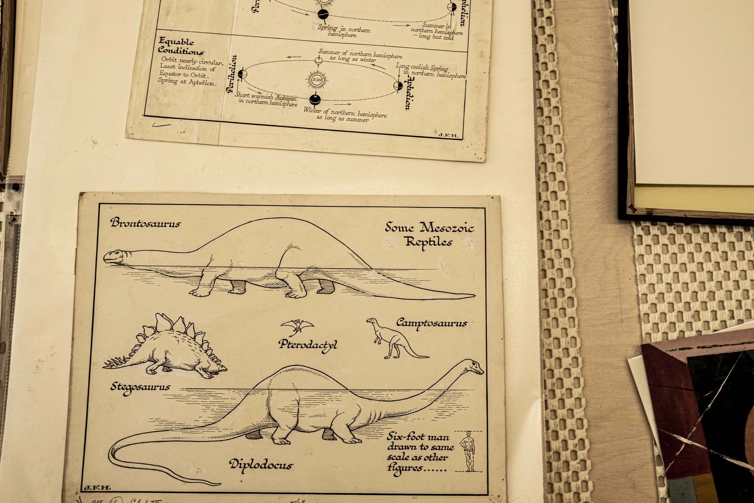 black and white dinosaur prints.jpg