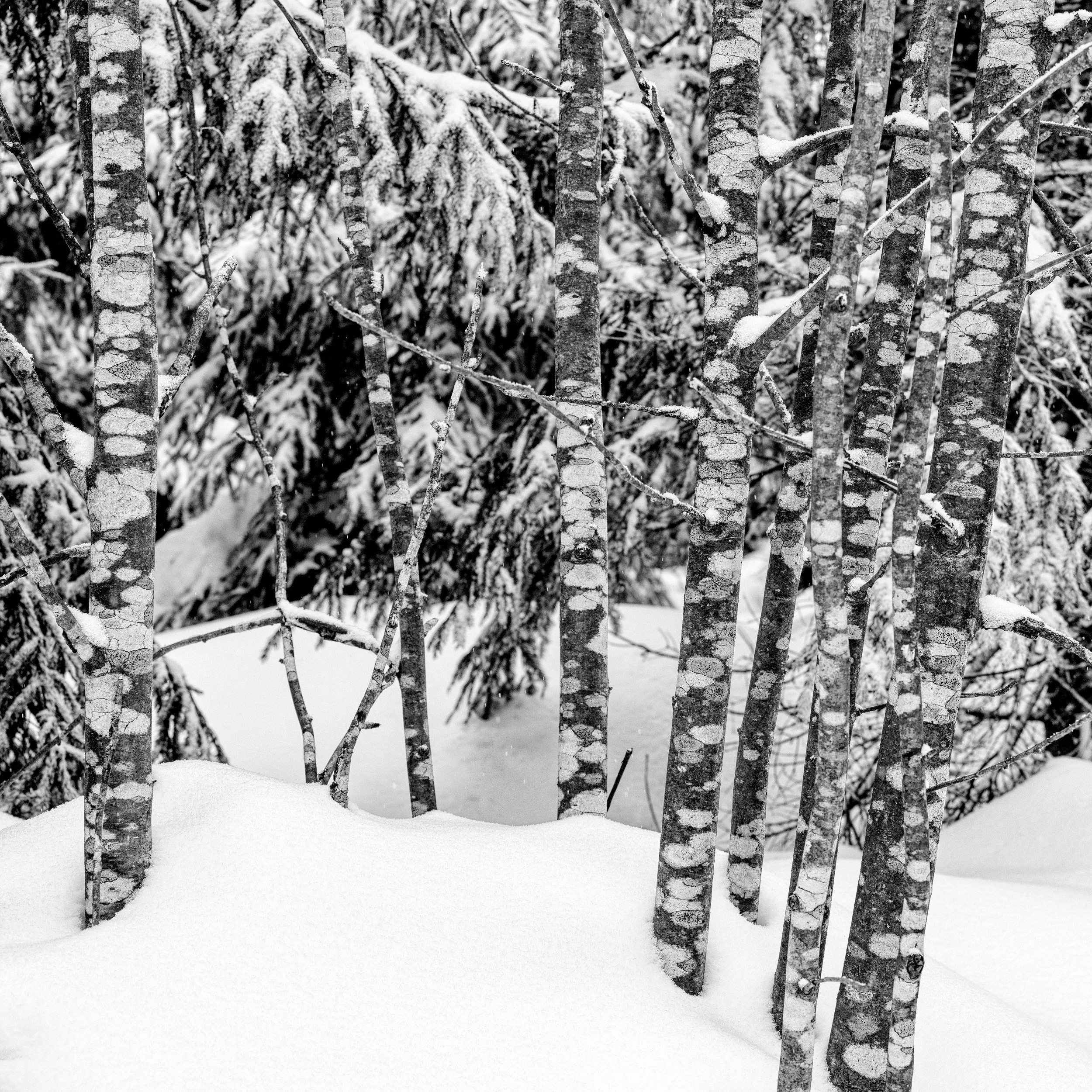 PappelnSchnee2019_0260printing.jpg