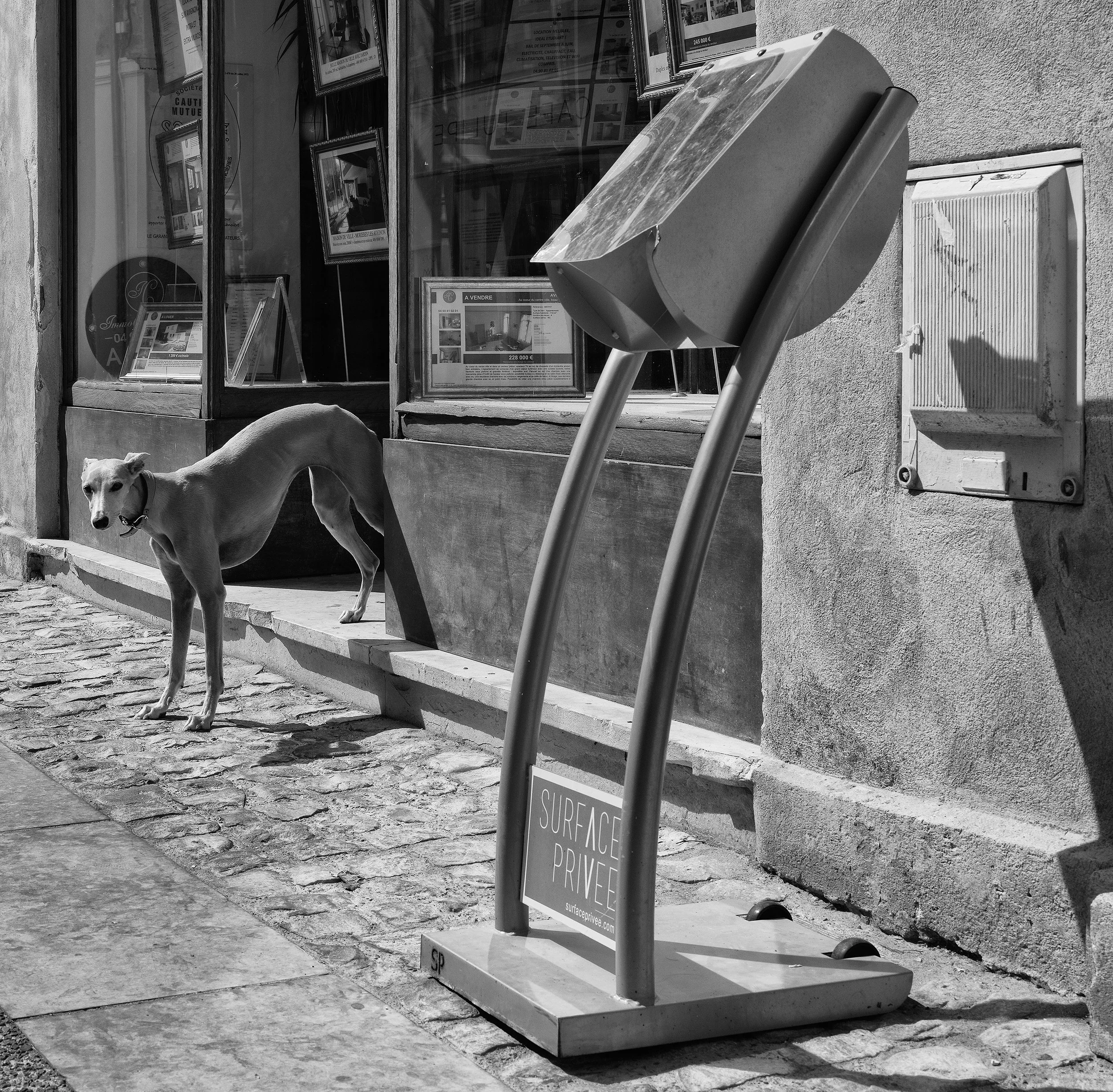 HundAvignon2018_0221.jpg