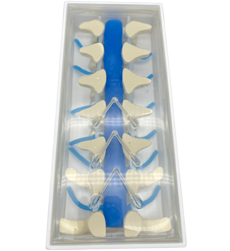 Realistic L5 to T11 spine training model meant for training dorsal root ganglion stimulation