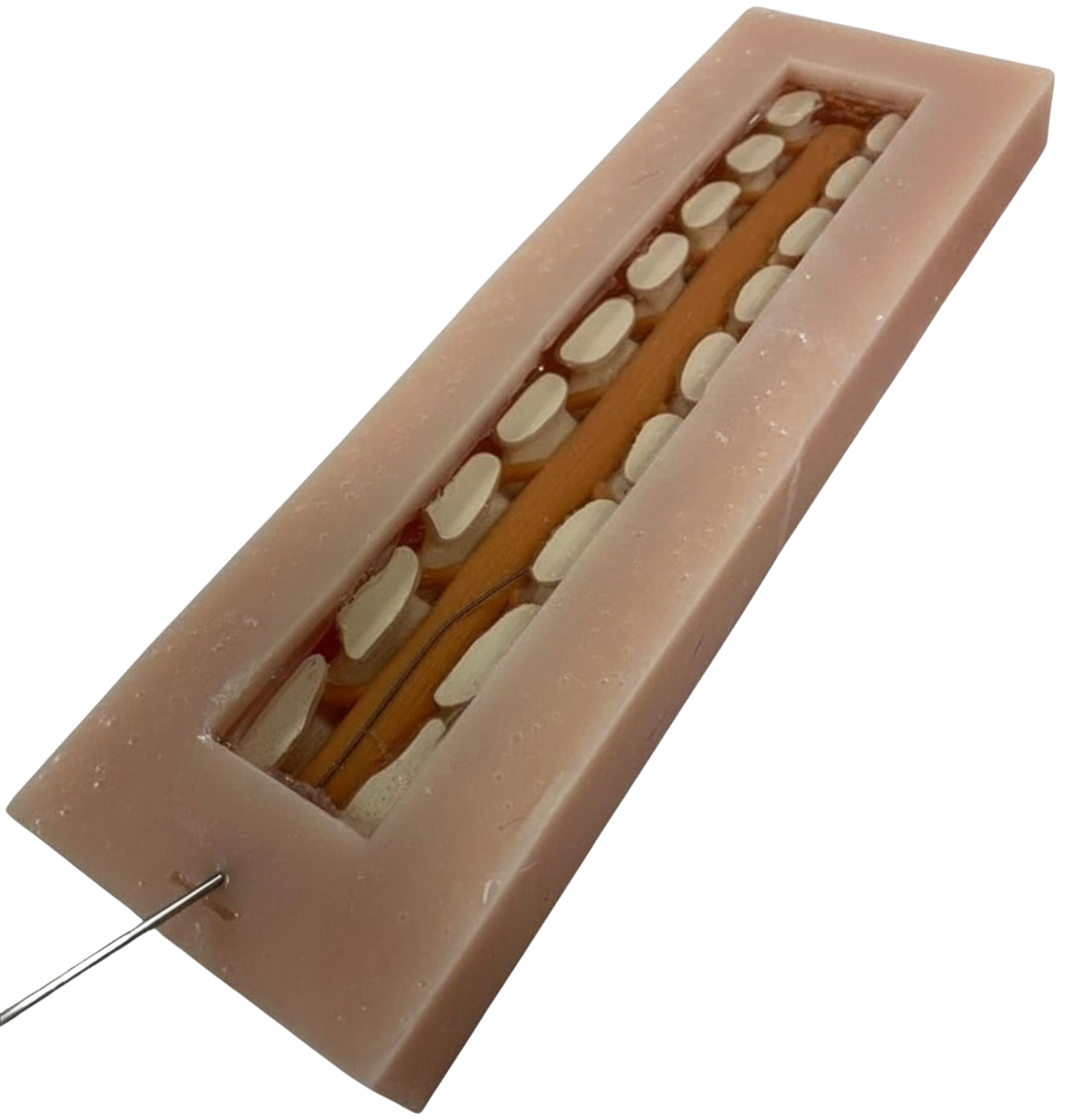 Synthetic model of L5 to T11 Spine meant for training spinal cord stimulation