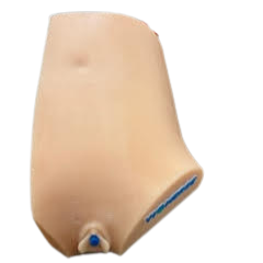 Ultrasound Compatible Genitourinary System Phantom Model