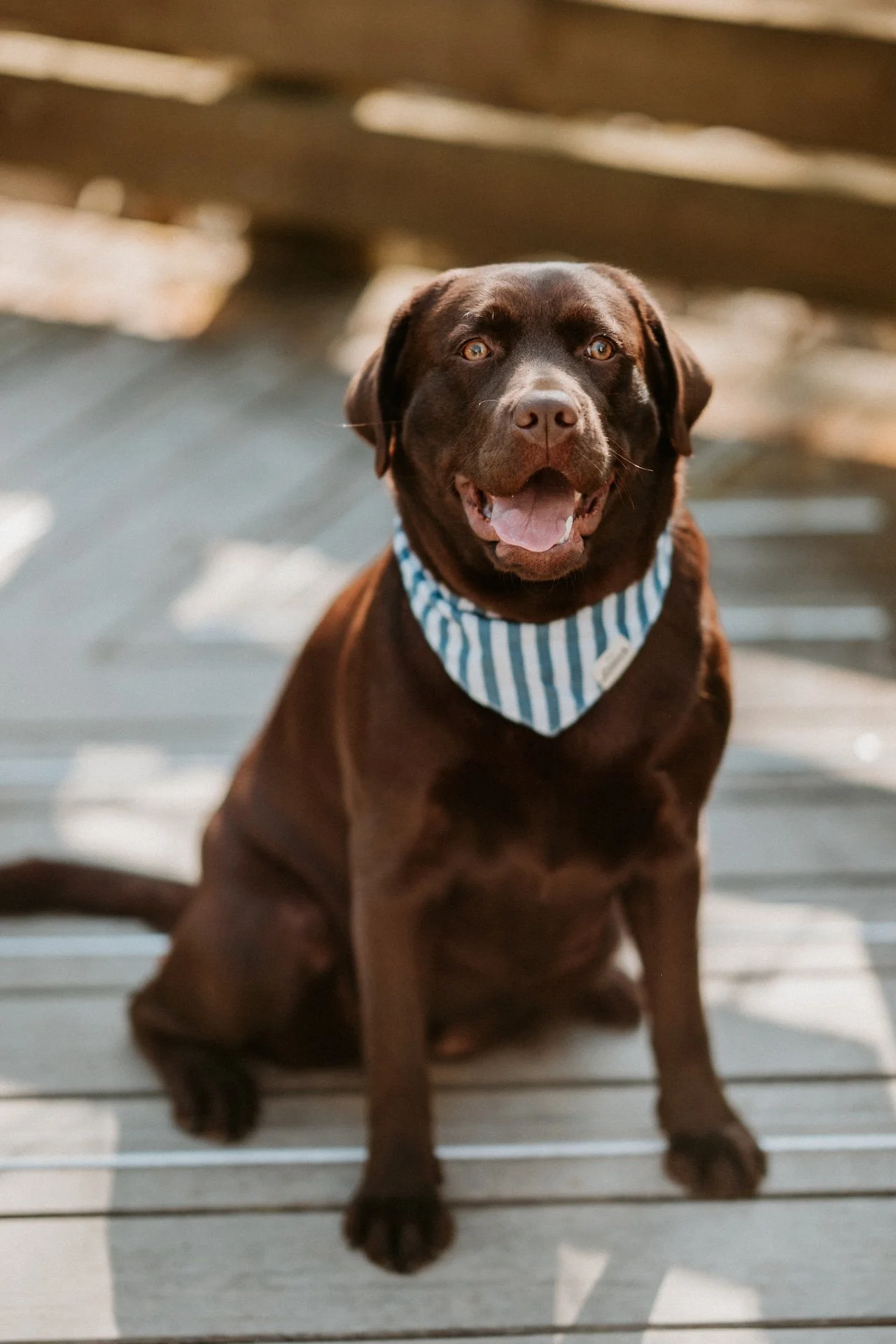 Photographe chien Douai
