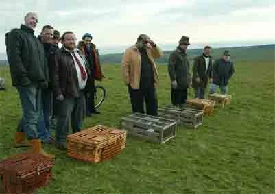 dutch bird - I had nothing to do with this shot, I just really like it.