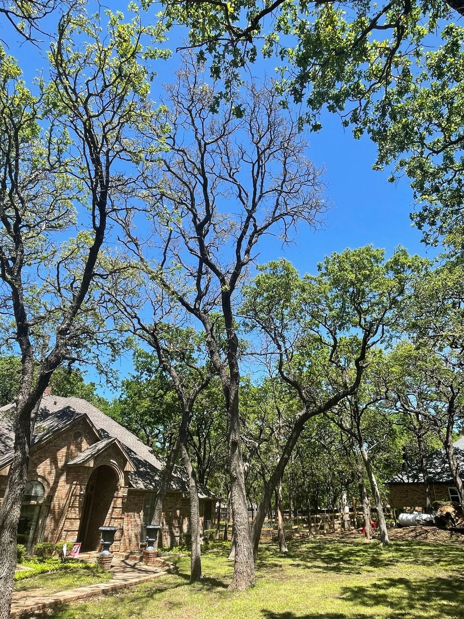 View of a residential area with a brick house, surrounded by trees with some leafless branches, under a bright blue sky.