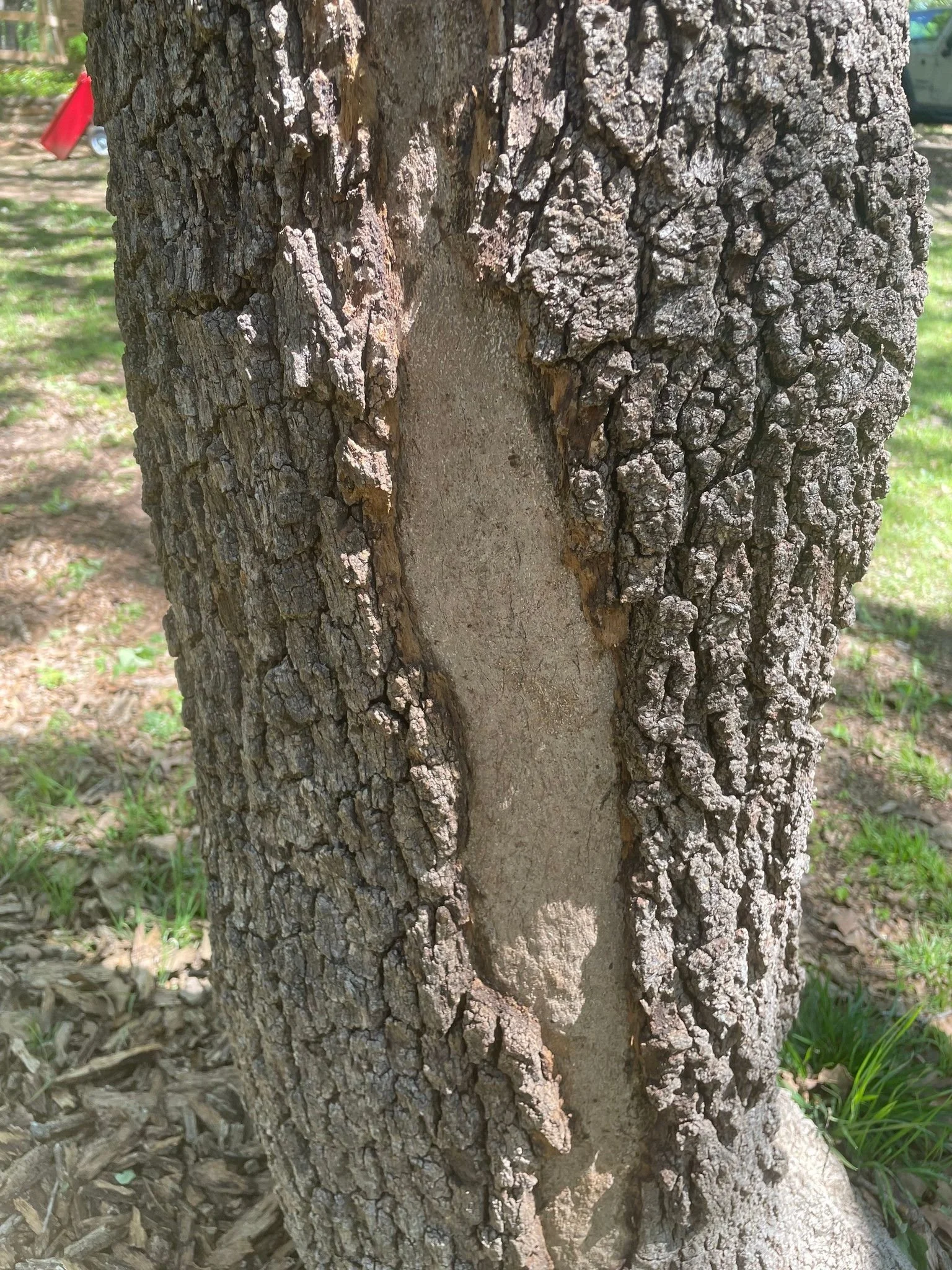 Close-up of a tree trunk showing the textured, rough bark and a large, vertical scar or missing bark area. Tree diagnosed with Hypoxylon canker