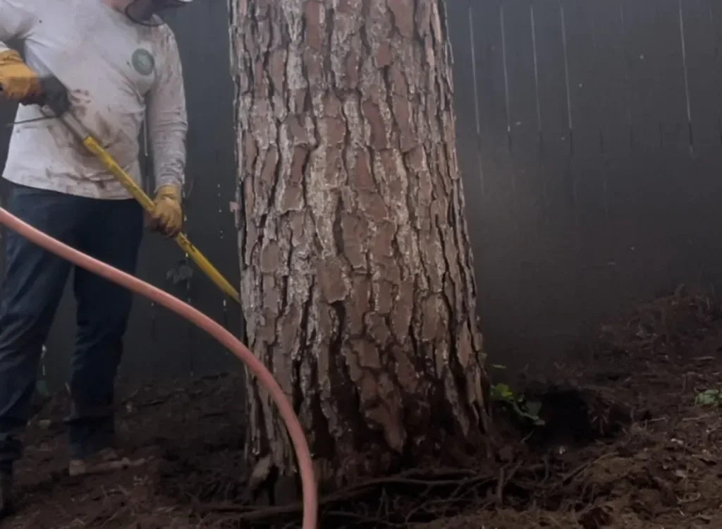 Arborist using an airspade tool around the base of a Pine tree