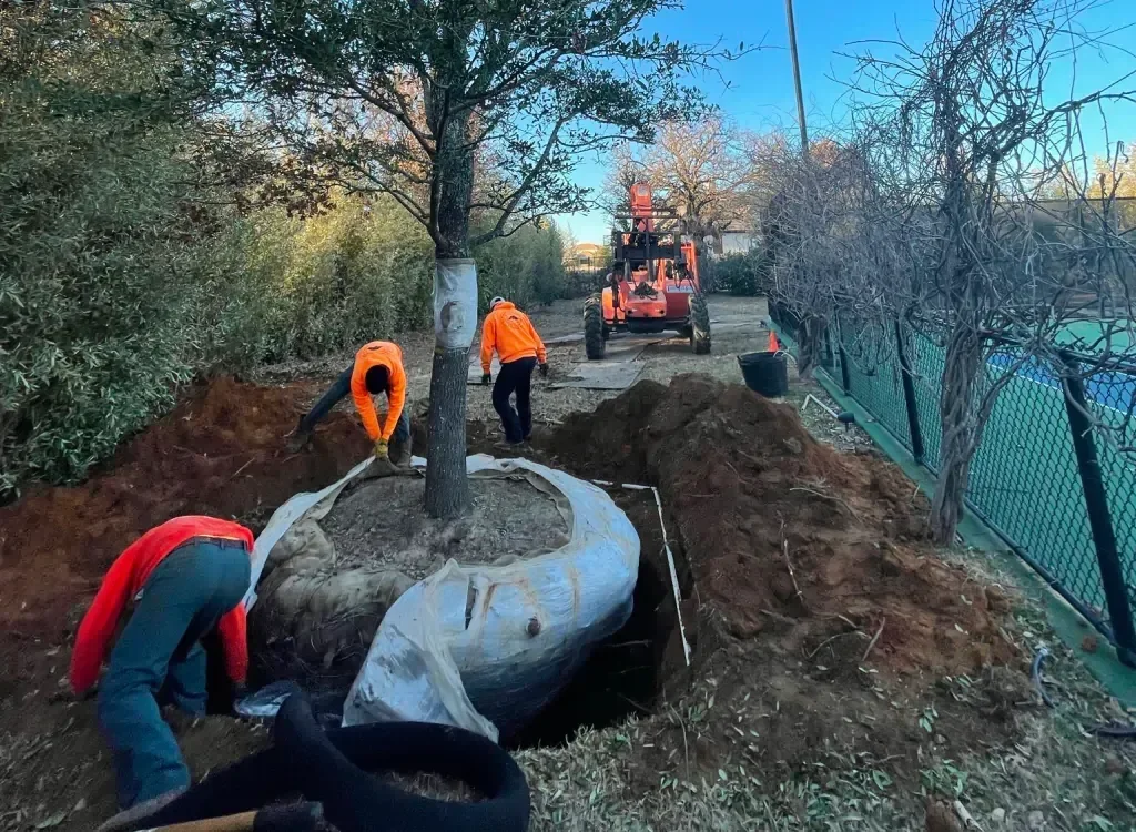 Workers planting a large Live Oak tree with a protective root ball wrapper in a backyard, with a forklift nearby and a chain-link fence on the side.