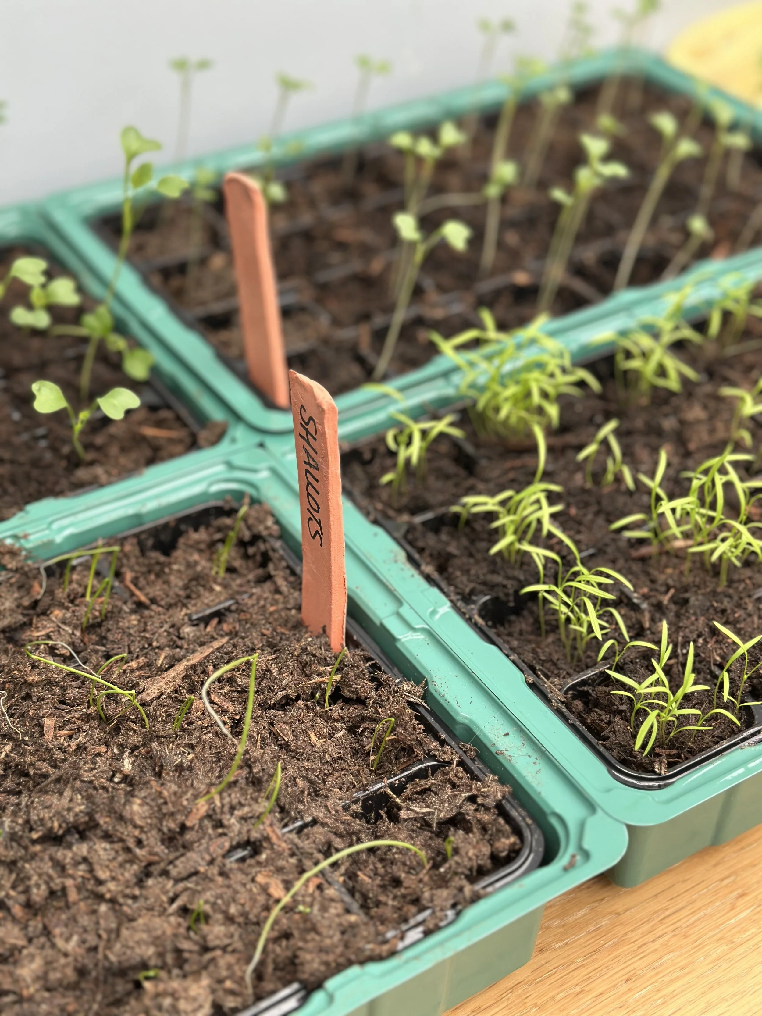 trays of seeds with terracotta hand-made labels