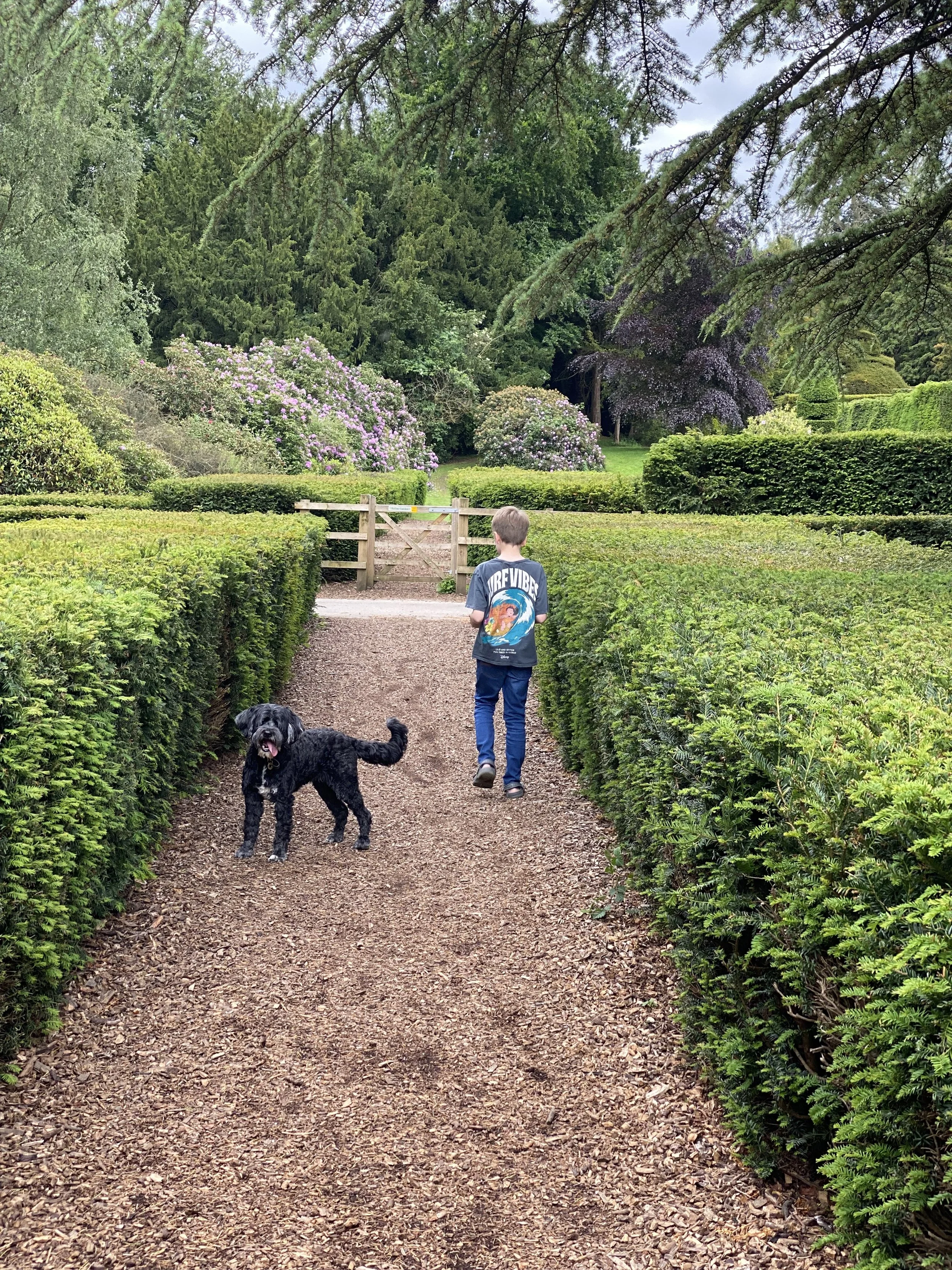 Dog walking at Elvaston estate