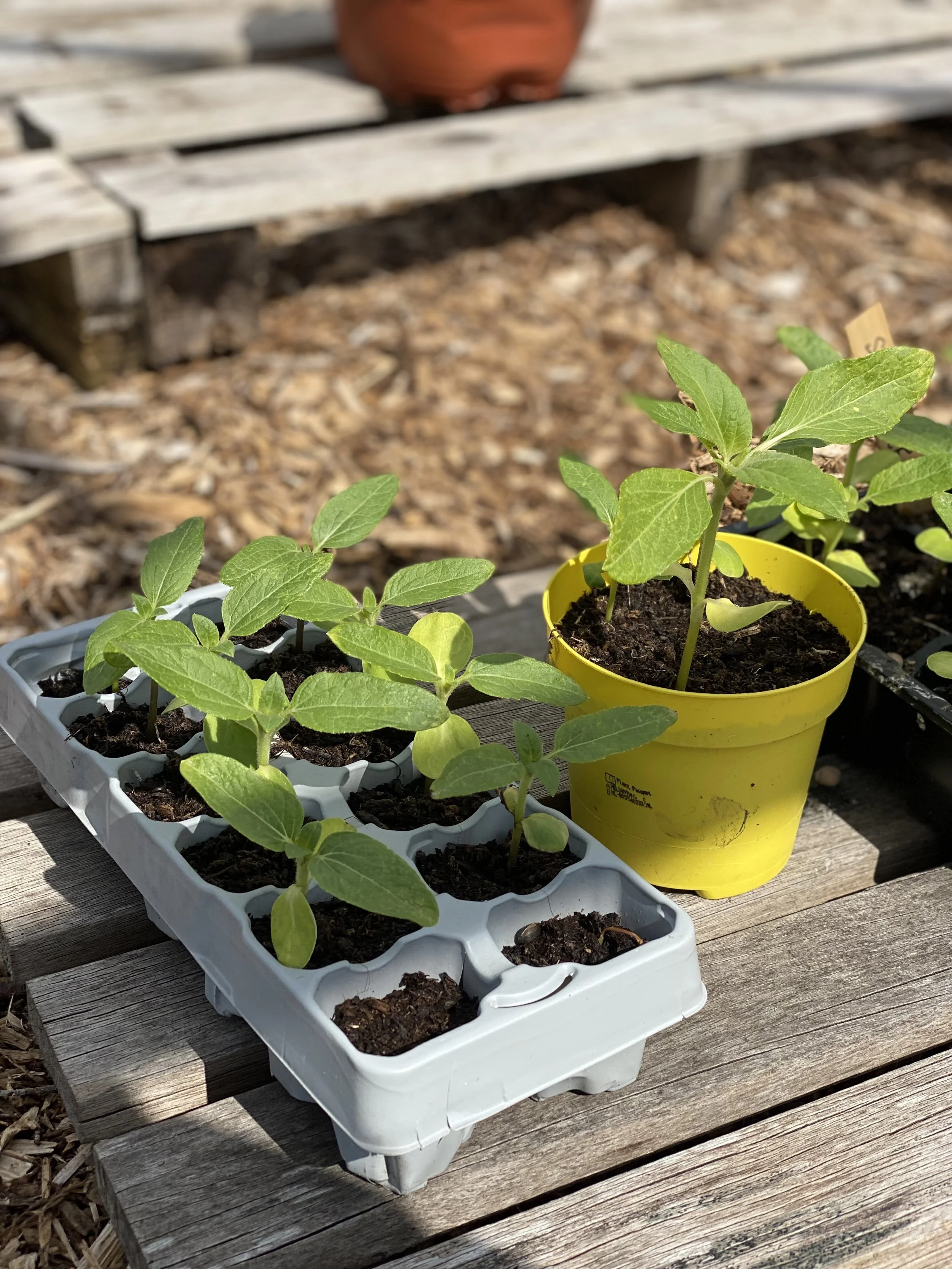 seeds growing